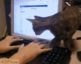 funniest-cat-gifs-cat-sit-right-here.gif